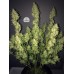 Rhino Ryder Auto - FastBuds